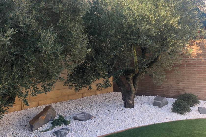 decoración de jardín con piedras blancas pequeñas, con pequeños árboles